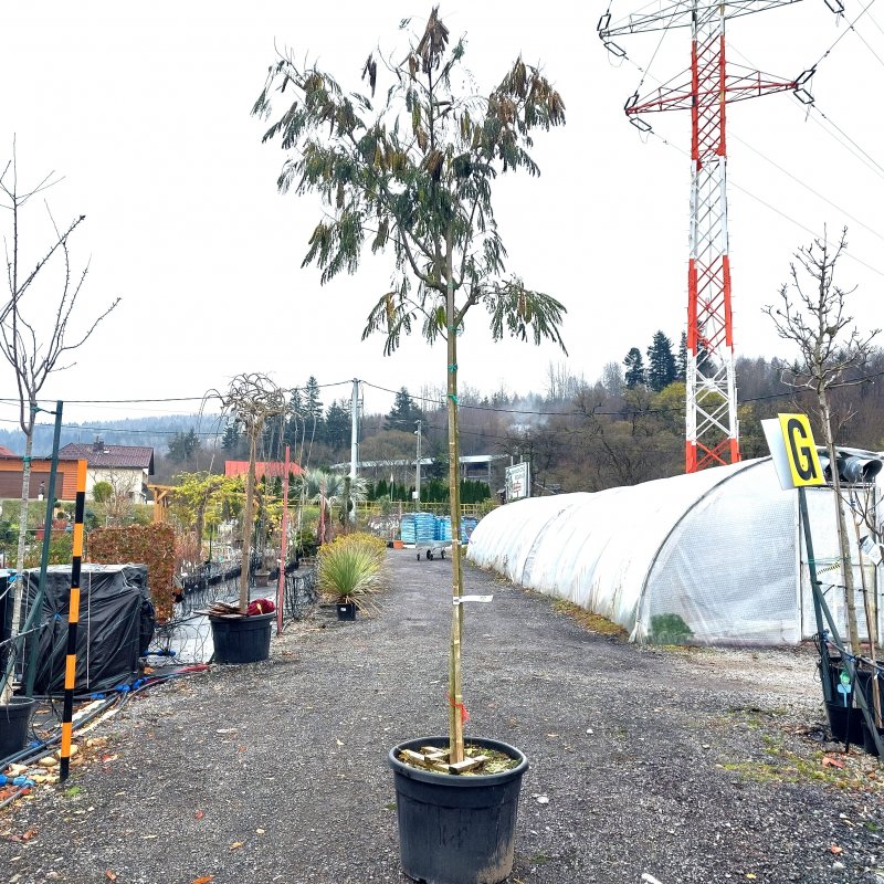 Albizia Julibrissin (Albízia ružová) - kont. C18L, výška 280-300 cm, obvod kmeňa: 8/10 cm